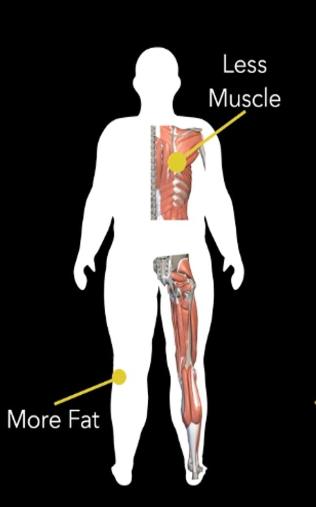 Understanding Body Type Two - Fellow One Research