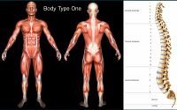 Genetics/DNA and Body Types - What is My Body Type - Standard Scientific Human Body Anatomy Book Body Type One (BT1)