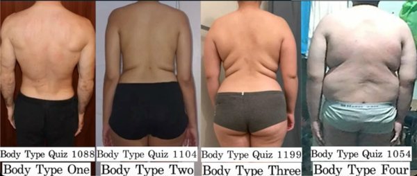 The Four Body Types Examples - Genetics DNA