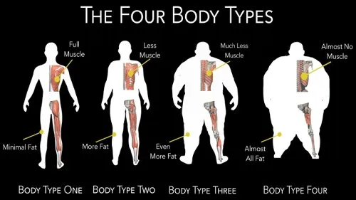 The Four Body Types, How to Determine Body Type - Body Type Science, Fellow One Research