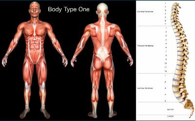 Kevin MD Podcast - Standard Scientific Human Body Anatomy Book Body Type One BT1