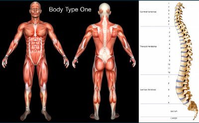 The Monthly Social Podcast, Guido Piraino - Body Type Science, Standard Scientific Human Body Anatomy Body Type One (BT1)