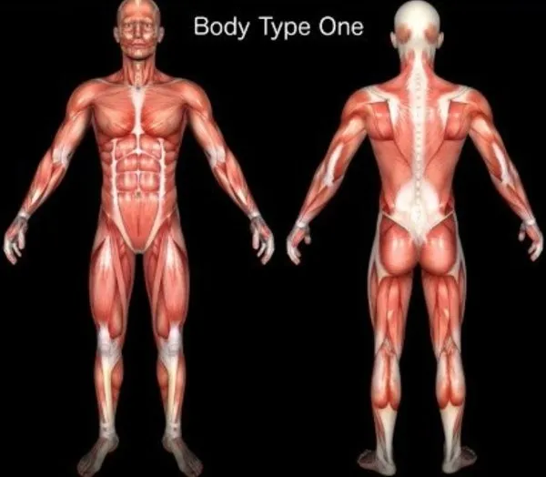 Why Current Scientific Body Type Standards (BT1, BMI, BMR) Are Inaccurate Indicators of Health & Obesity Why Current Scientific Body Type Standards (BT1, BMI, BMR) Are Inaccurate Indicators of Health & Obesity