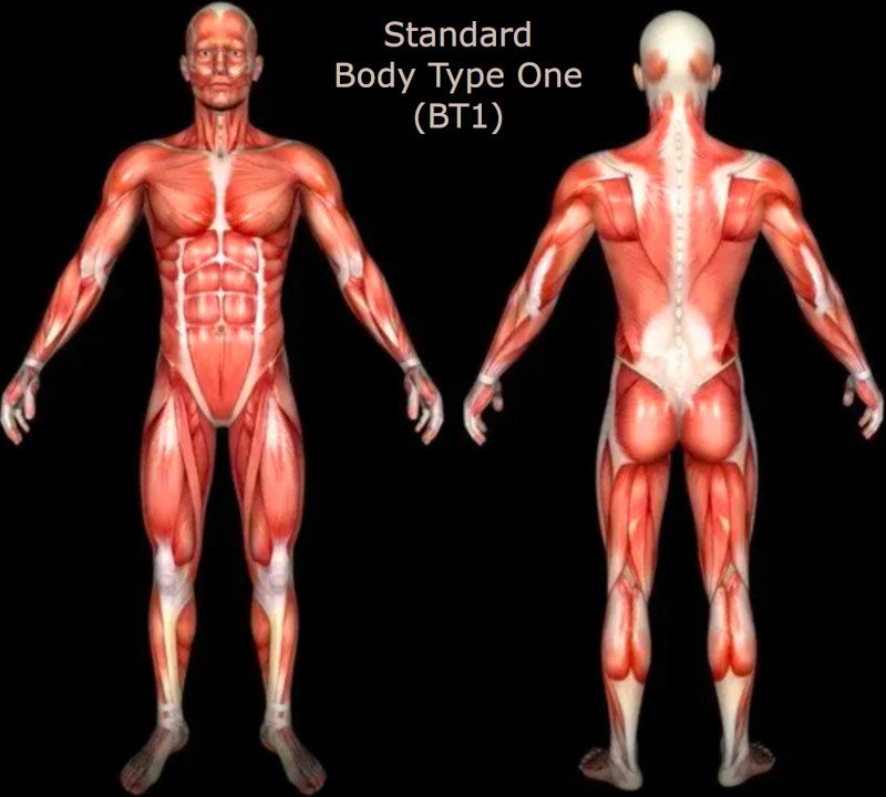 Genetic Scientific Standard Body Type One (BT1)