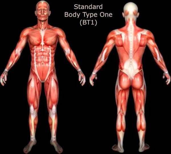 Different Male Body Types - What Is My Body Type According to Science