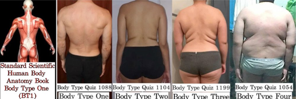 image of the four body types